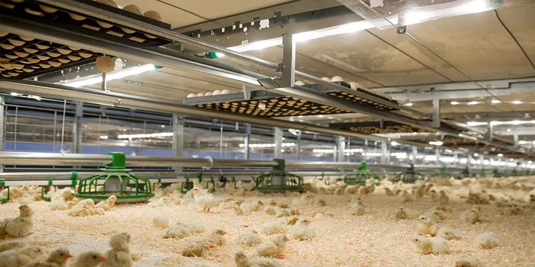 Poultry farm production facility